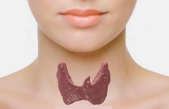 щитовидная железа щитовидная железа