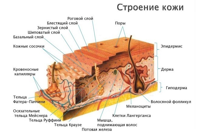 Строение кожи