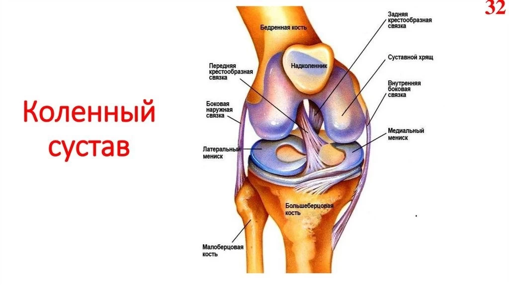 Анатомия коленей.jpg Анатомия коленей.jpg